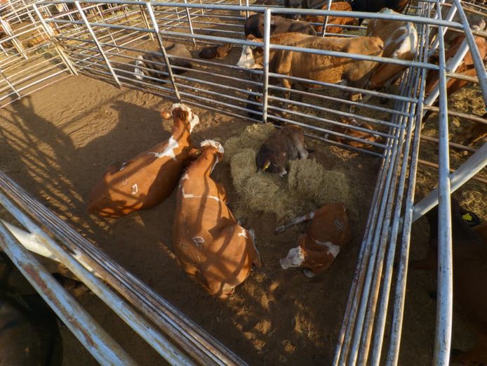 VAN NIEKERK PJ | DAIRY CATTLE 