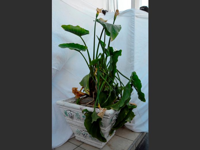 ARUM LILIES IN PLANTER, 62 x 62 x 45cm