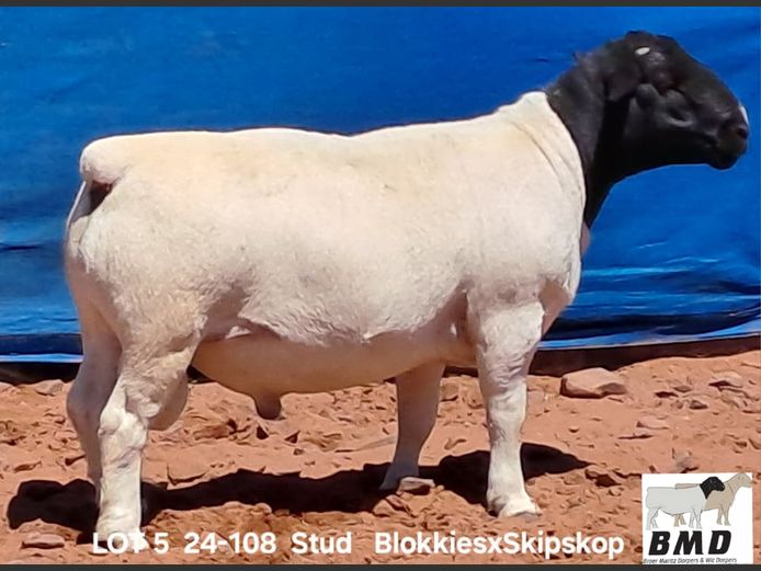 24-108 | BROER MARITZ DORPERS