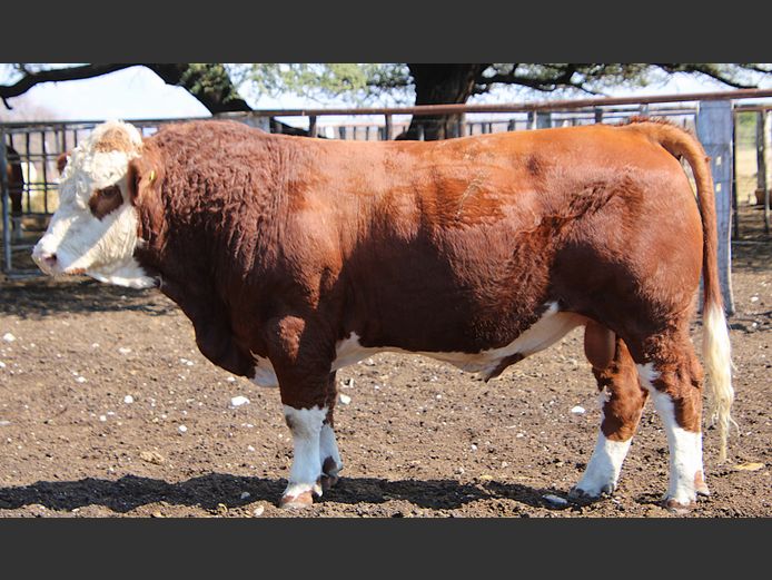 TG22125 | GUNZEL SIMMENTALER