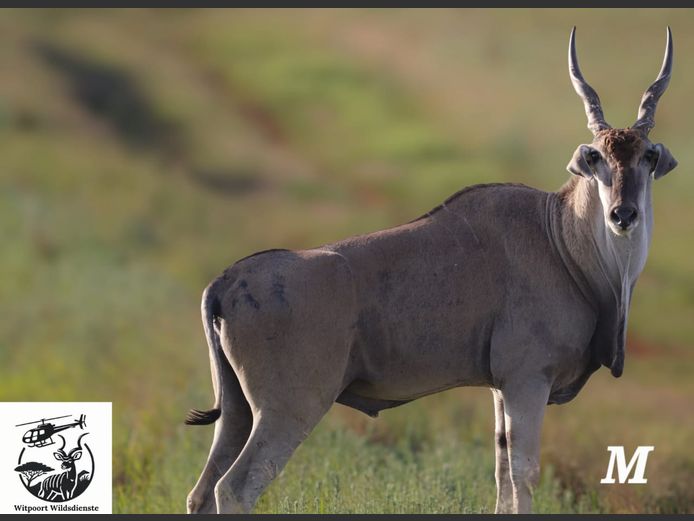 ELAND | WITPOORT WILDDIENSTE