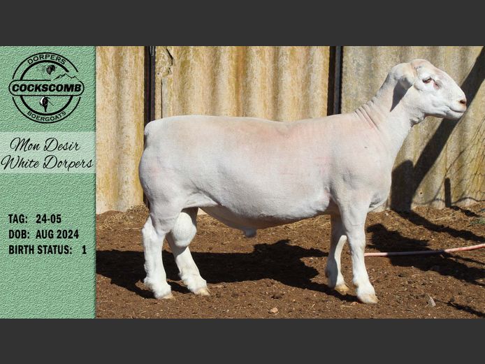 24-05 | Mon Desir White Dorpers
