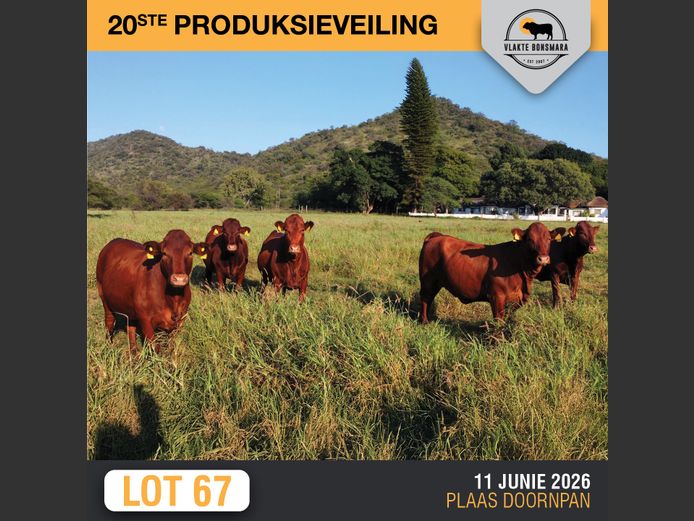 Commercial Animals | MOORDDRIFT BONSMARAS