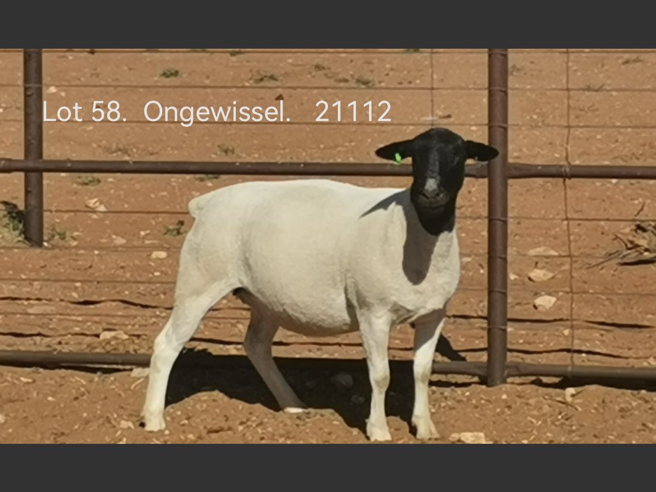 images