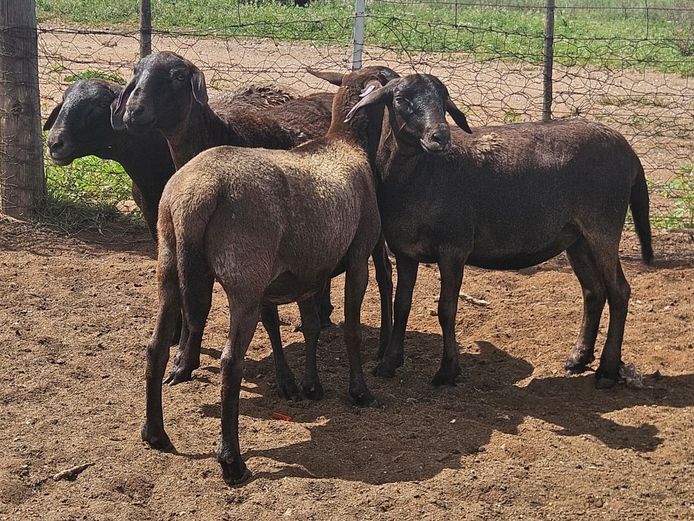 Ooie | GF Van Rooyen