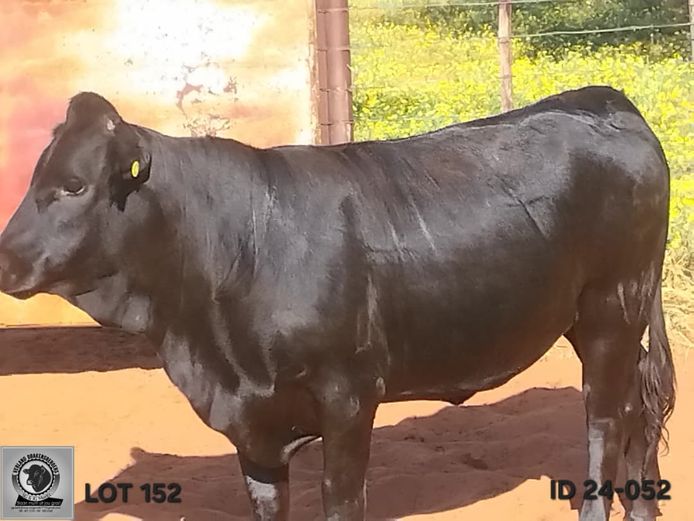 VL 24-0052 | VERLAND DRAKENSBERGERS