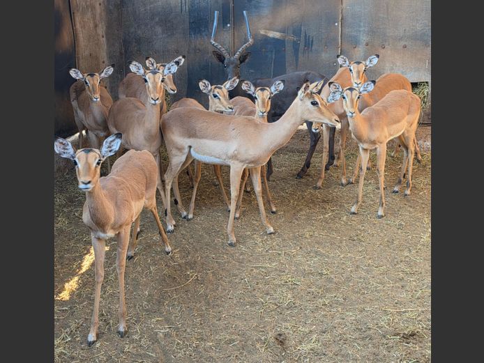 ROOIBOK | IMPISI SAFARIS