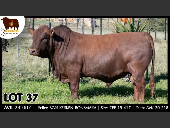 AVK 230007 | VAN KERKEN BONSMARA