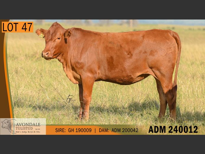 ADM 240012 | A.D. MULLINS