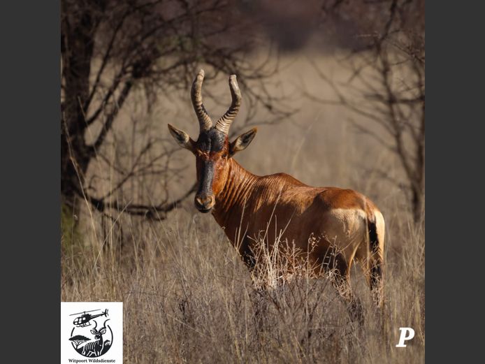 ROOIHARTBEES | WITPOORT WILDDIENSTE