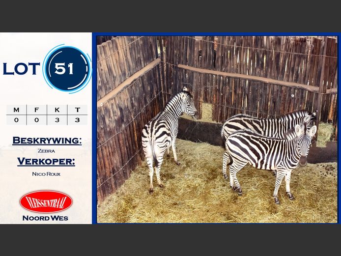 Zebra