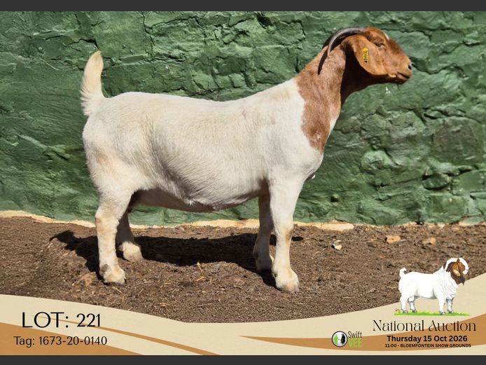 1673-20-0140 | Tekoa Stoet
