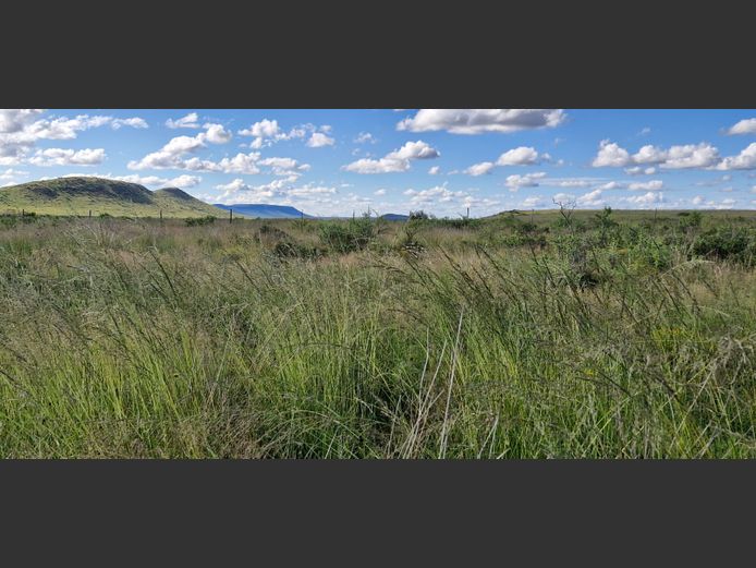 Biltong hunt for 5 springbuck and 1 blesbuck and 2 nights accommodation for 4 people. 2026 Hunting season | Leopardsvlei