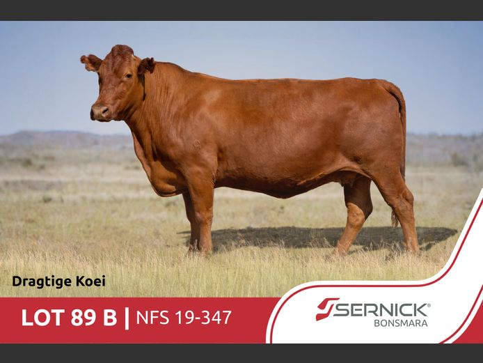 NFS 190347 | SERNICK BONSMARA STOET
