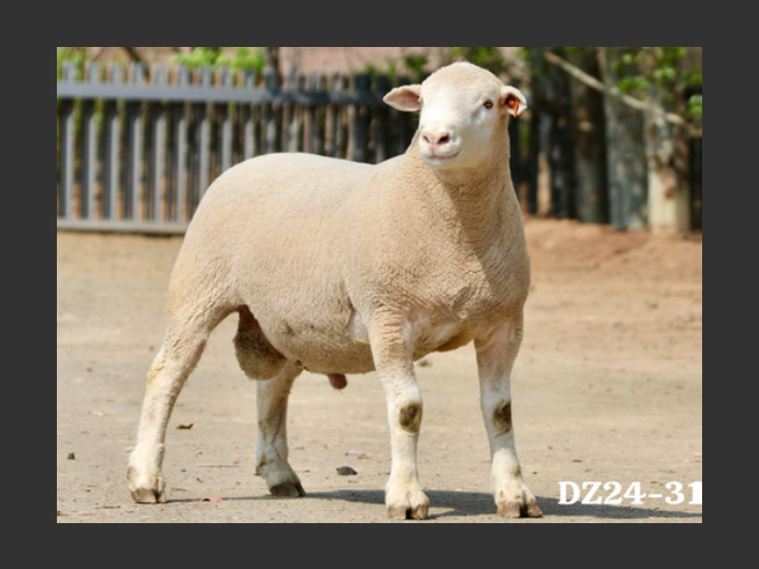 DZ 240315 | 2 STEYNS BOERDERY