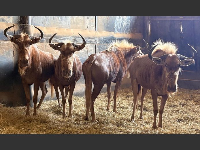 Goue Wildebees Koeie