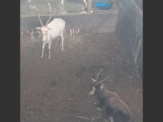 BLESBOK | NONYA SAFARI’S