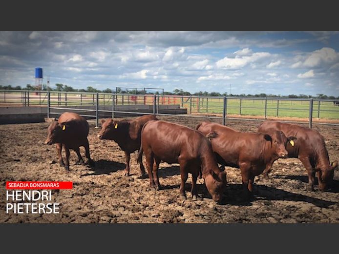 Commercial Female Animals -  Sebadja Bonsmaras - Roedtan