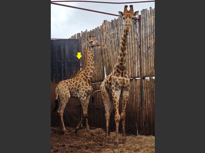 GIRAFFE | H. BODEMER