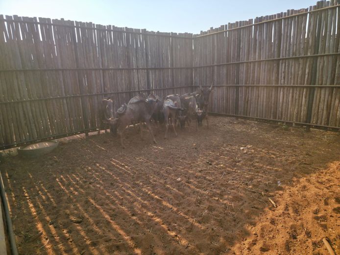 BLOUWILDEBEES | THABAMANZI