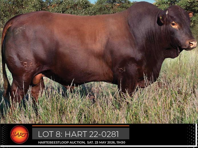 HART220281HH(c) | HARTEBEESTLOOP BONSMARA