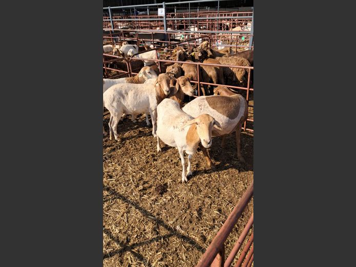 MEATMASTER | NAZARDI BOERDERY