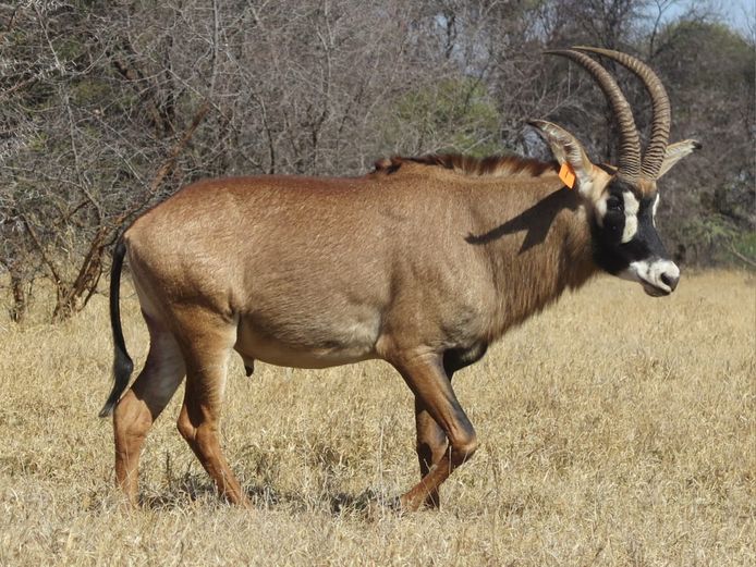 BASTERGEMSBOK
