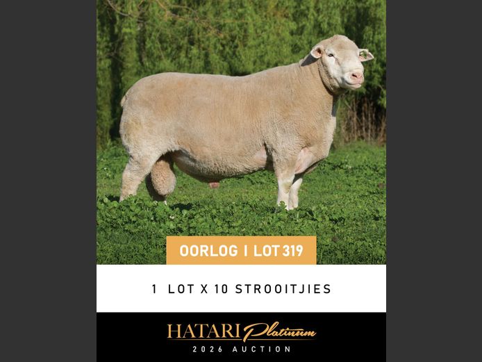 SEMEN LOT | SL200011 | EKSTEEN’S HATARI DORMER STUD