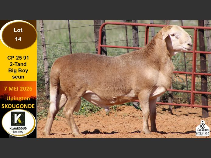 CP 25 91 | KLAARGOUD BOERDERY