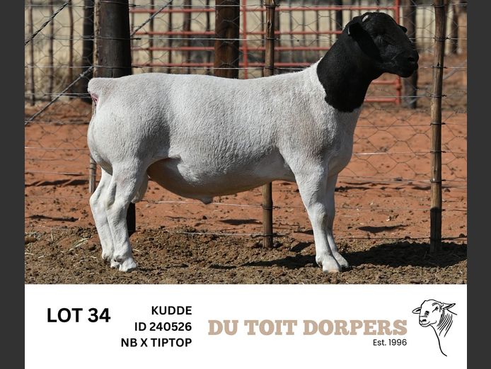 240526 | DU TOIT DORPERS