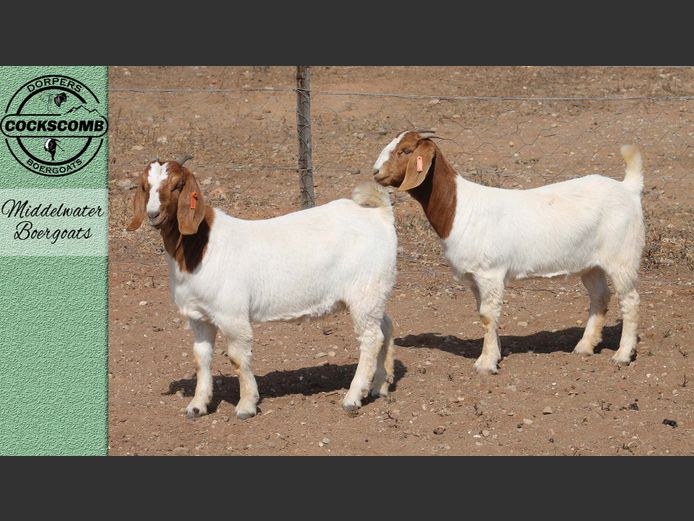 24-592 / 24-577 | Middelwater Boergoats