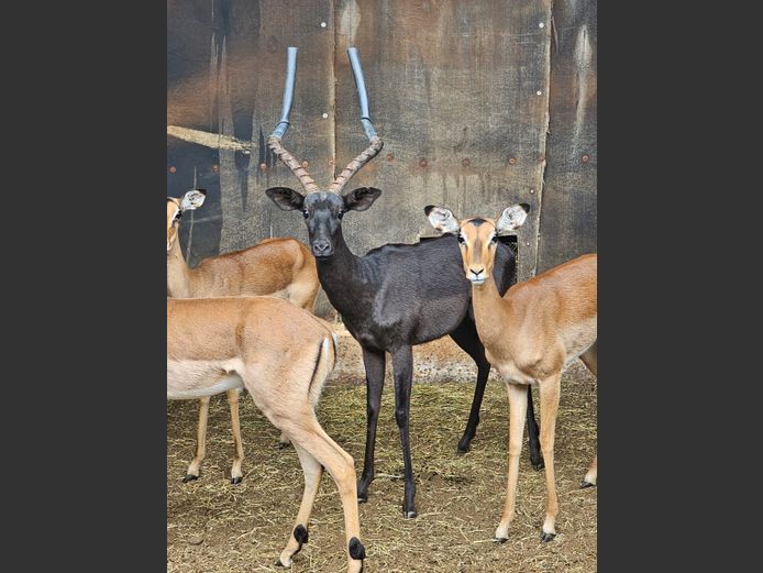 BLACK IMPALA | AMATHANDA