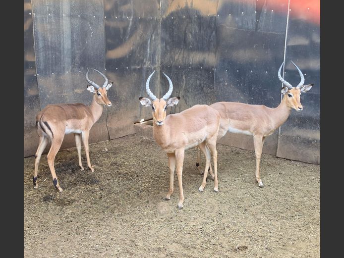 ROOIBOK | HUGOMOND BOERDERY