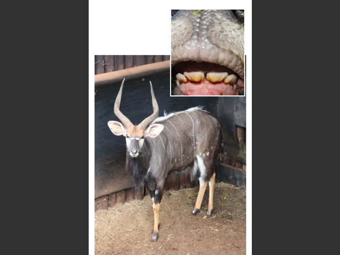 NJALA 26 3/4"