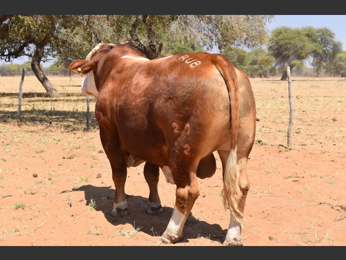 RUB2227 | RUBEUS SIMBRA