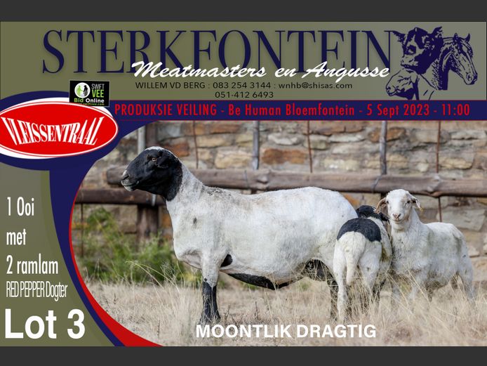 Ewes | Sterkfontein Meatmasters