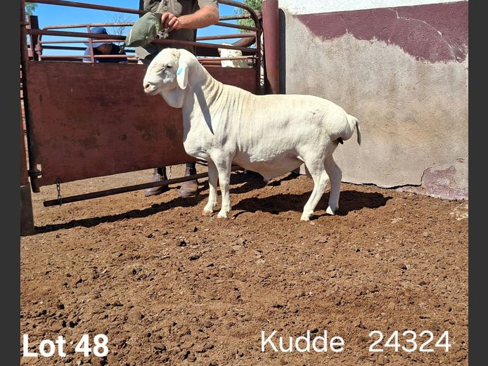 24324 | KASTEEL VAN ROOY RAMME