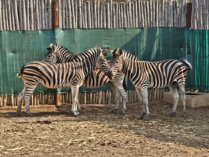 ZEBRA | HELICON