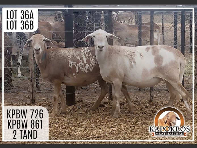 KPBW861 | Kapokbos Meatmasters