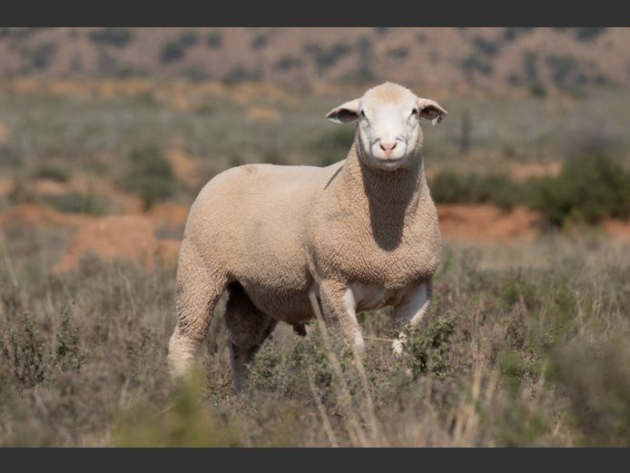 DZ250313 | 2 STEYNS BOERDERY