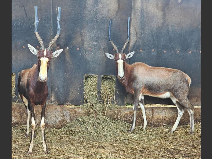BLESBOK | 1X BUFFELSKLOOF 1X NONYA SAFARIS