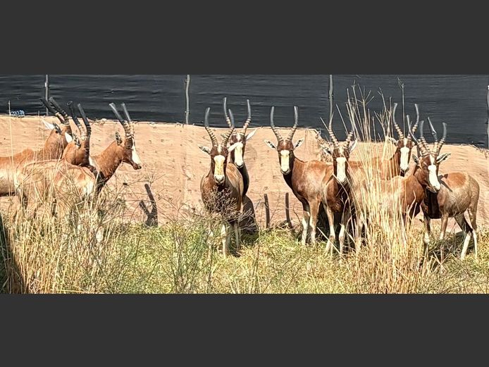 Geel Blesbok Teelramme