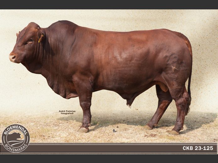CKB 230125 | CHRIS KRUGELL BLOEMENDAL