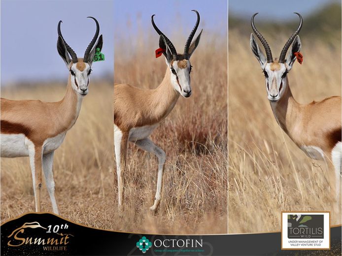 13"+ Springbok Ewes ILT 20 4/8" Twentyman Jones	