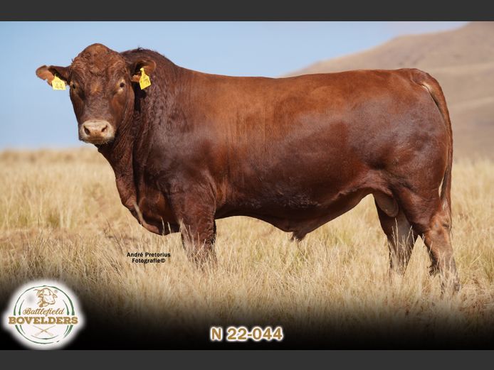 N 22-044 | MORGENTAL BOVELDERS