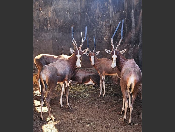 BLESBUCK | KLIPVALLEI