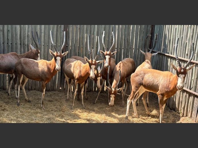 Blesbokke Volwasse