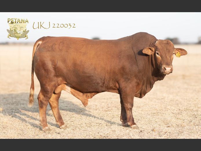 UKJ 220032