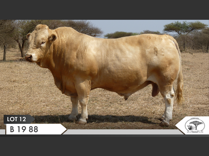 B 190088 | KOPERKOP HUGENOOT STOET