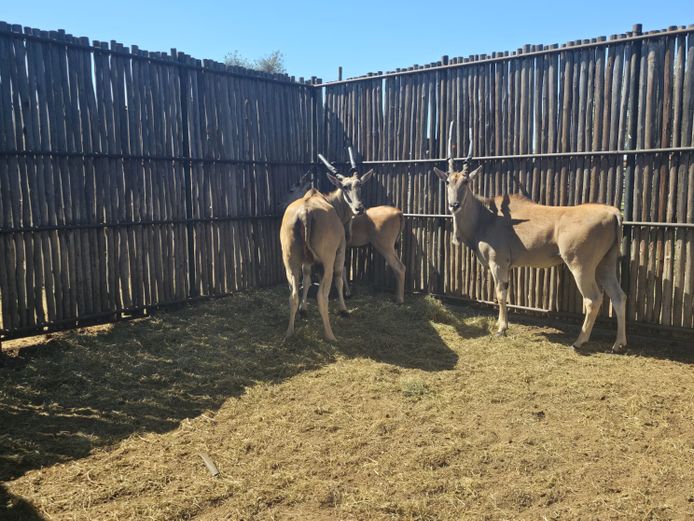 ELAND | HANLEY